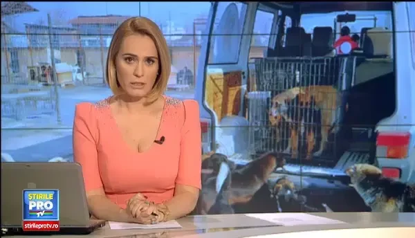 Prima replica a ONG-urilor acuzate ca au vandut maidanezi pentru experimente pe viu in strainatate