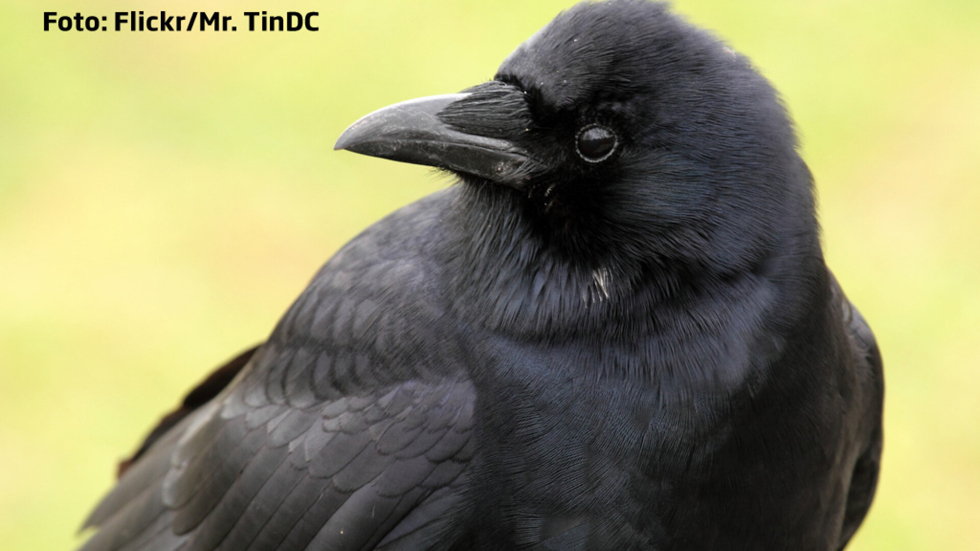 Corbii inteleg principiul lui Arhimede. Clipul care demonstreaza ca sunt la fel de inteligenti ca un copil de clasa I