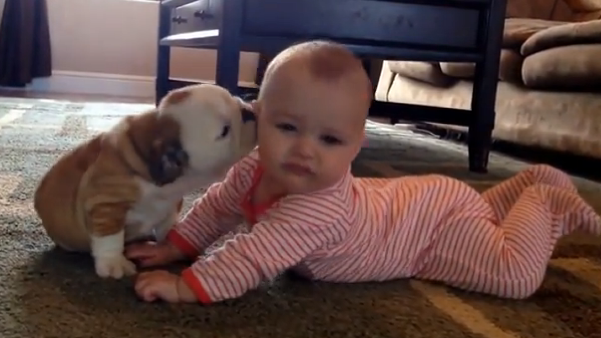 Dragostea dintre un pui de bulldog si un bebelus. Imaginile au facut deliciul publicului