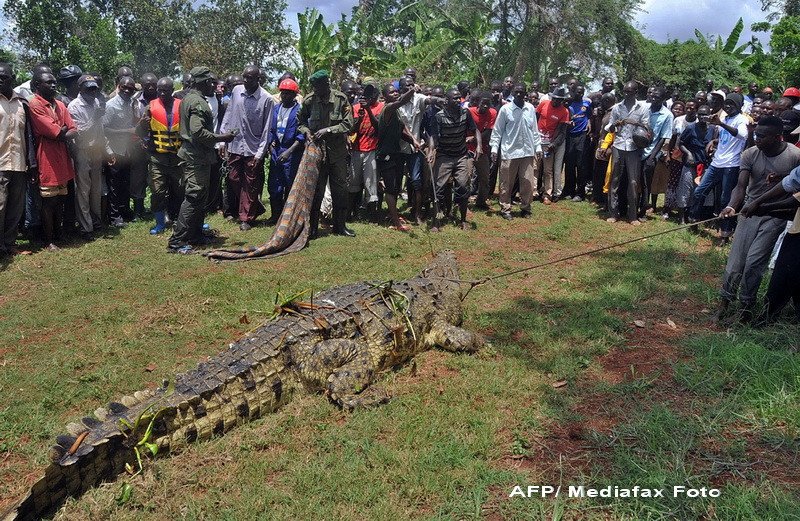 Un crocodil de o tona, care a mancat cel putin patru oameni, a fost capturat in Uganda