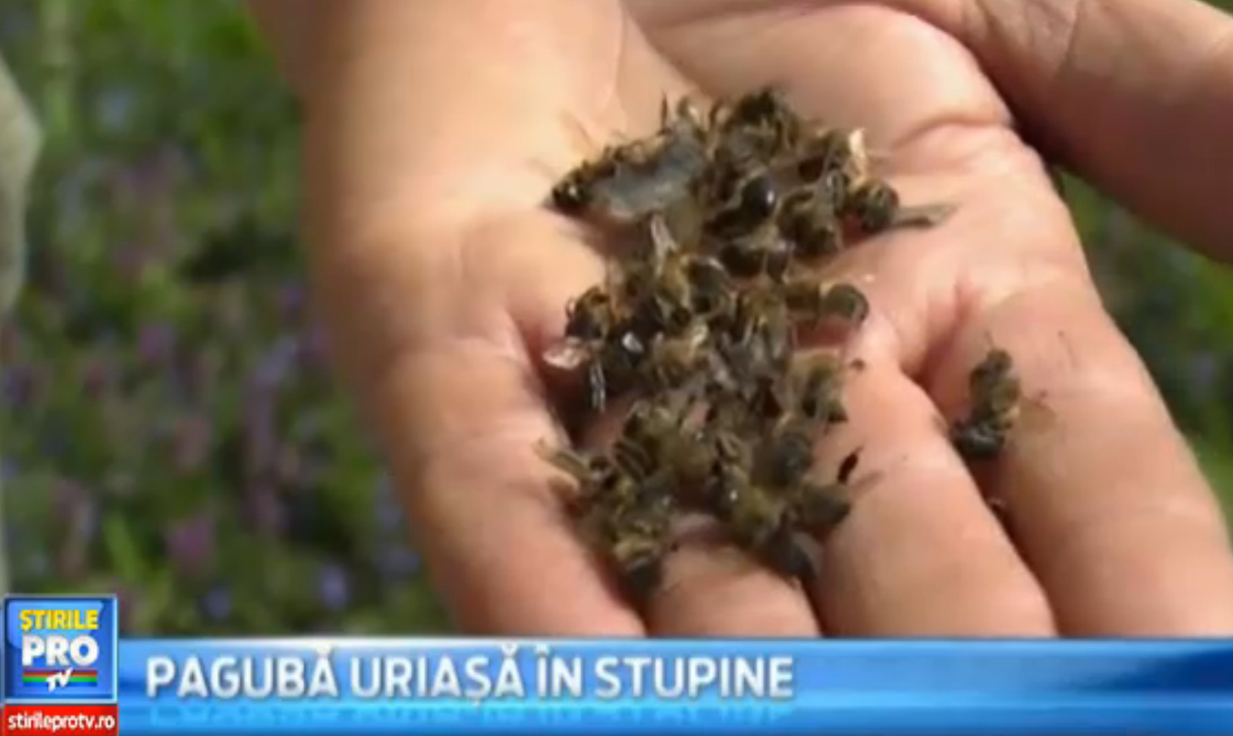 Paguba uriasa pentru cativa apicultori bihoreni, dupa ce au gasit zeci de mii de albine, moarte in iarba. VIDEO