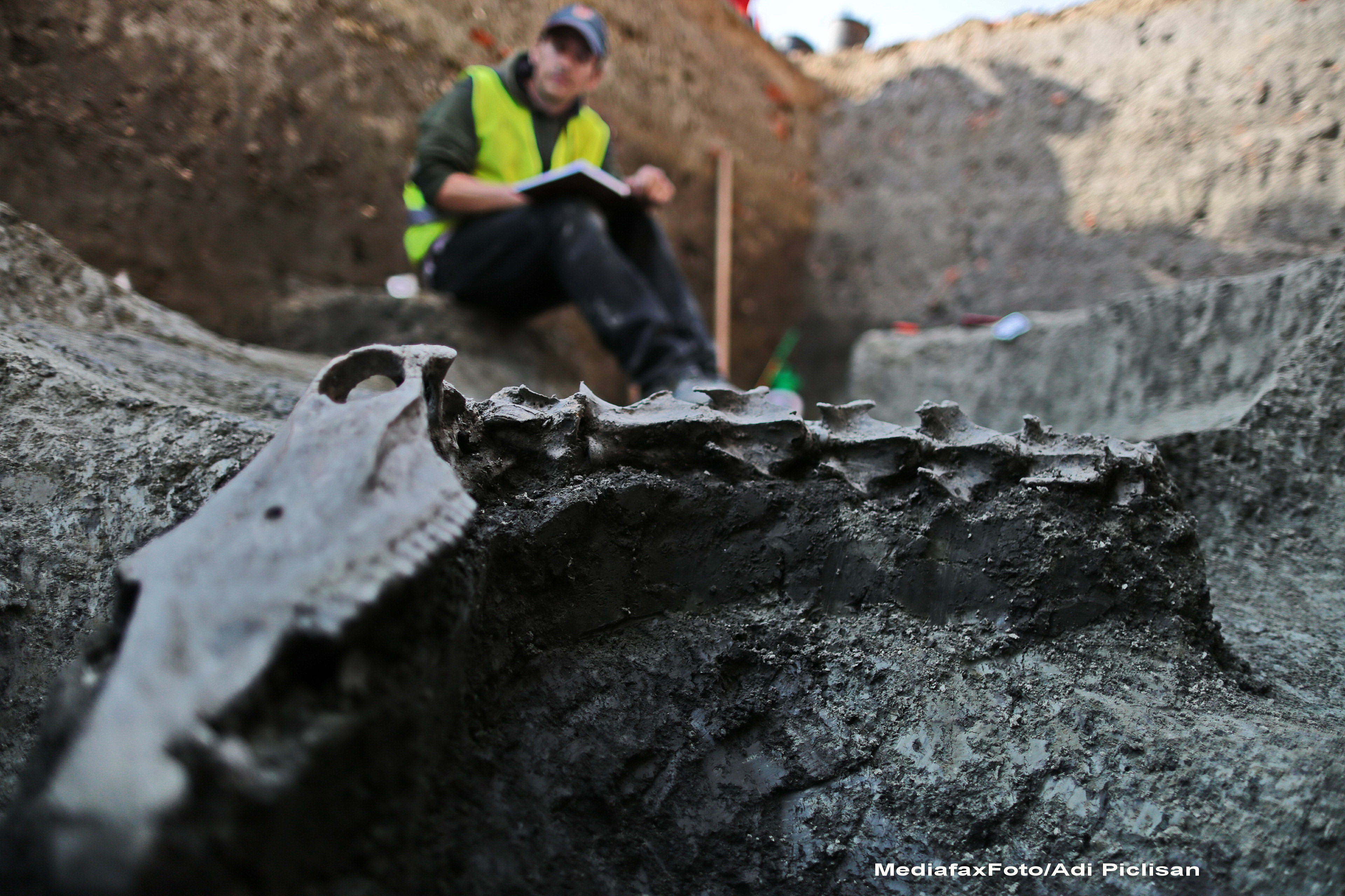 Fragmente din scheletul unui ANIMAL de talie marie au fost descoperite la Timisoara: