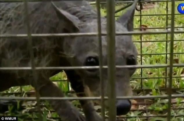 animal