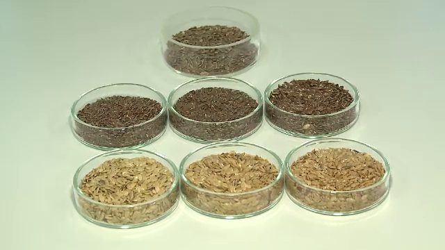 Cativa cercetatori din Arad au obtinut cea mai fina tesatura din canepa, in Romania. Cum au reusit