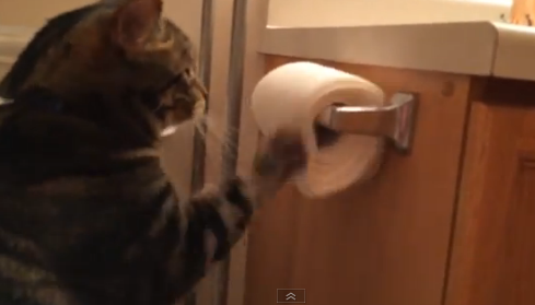 Cea mai politicoasa pisica din lume. Imaginile care au facut sute de mii de oameni sa zambeasca