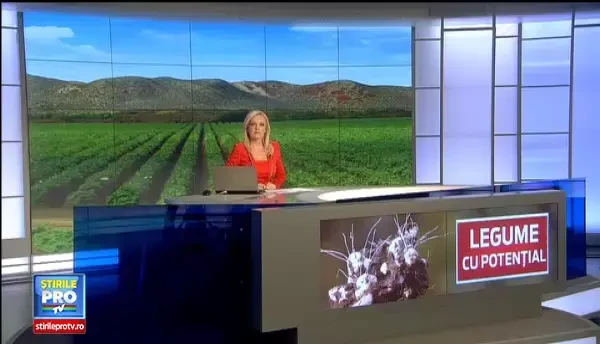 Cercetatorii din Buzau prezinta leguma minune. Rezista si la -40 de grade si poate aduce profit de 200.000 de lei/hectar