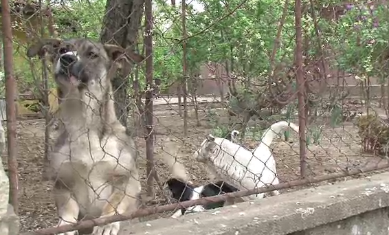 Baietel muscat de cainele familiei in Satu Mare. Copilul ar putea avea nevoie de operatie reparatorie