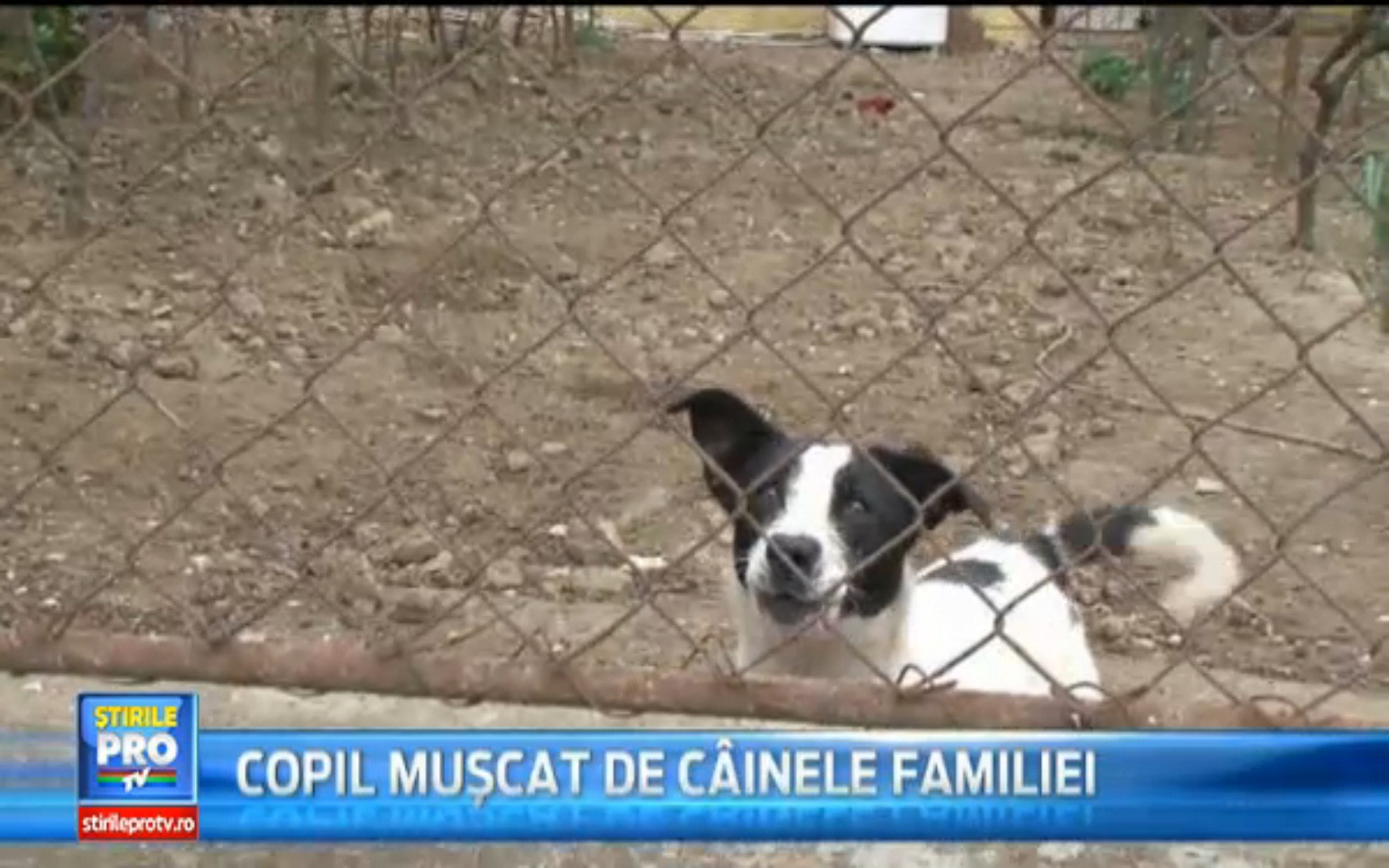 Incident nefericit in judetul Satu Mare. Un copil a fost muscat de cainele familiei