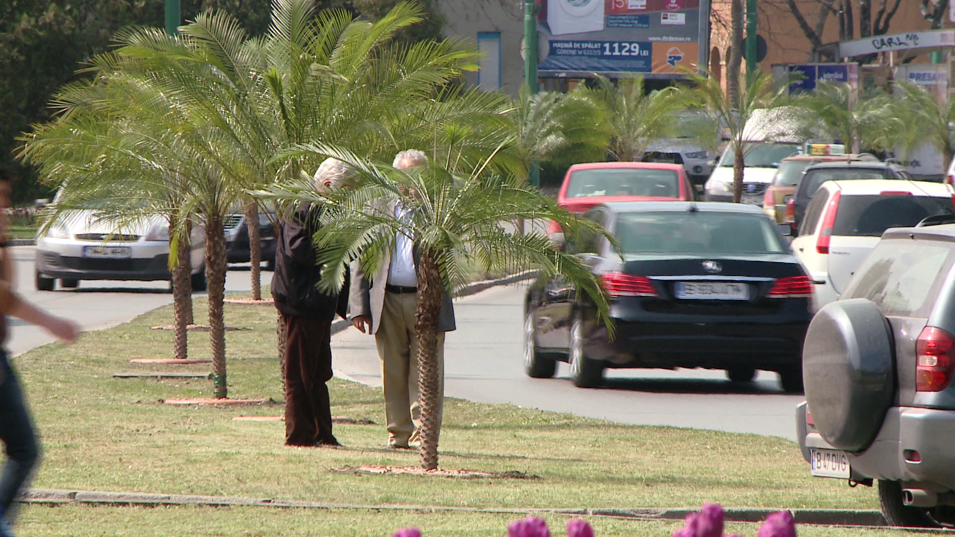 VIDEO. Timisoara capata un aer exotic, odata cu sosirea primaverii. Palmierii au revenit in centrul orasului