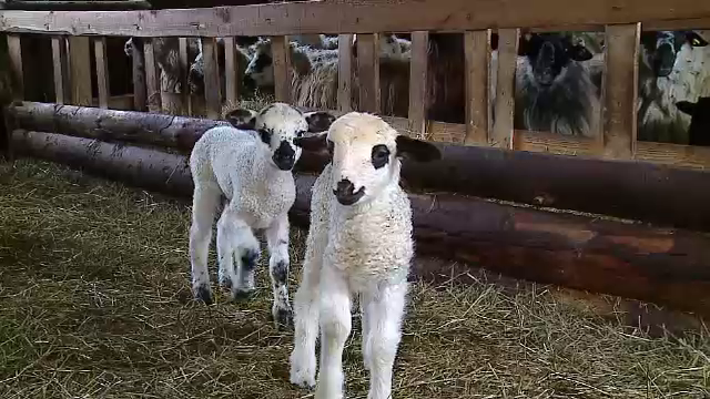 Controale in toate pietele, targurile de animale, abatoarele si centrele de sacrificare a mieilor din Alba