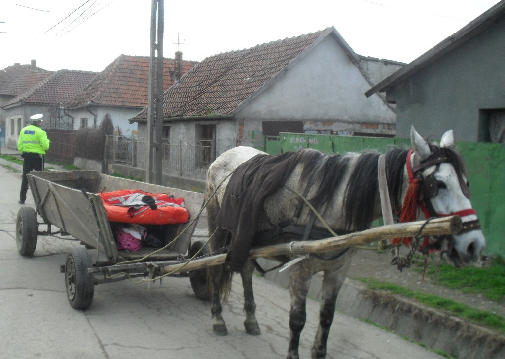 Doi barbati, amendati pentru ca au fost prinsi plimbandu-se cu carutele pe strazile din Timisoara