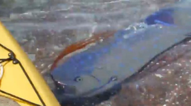 Filmarea care dovedeste ca exista cu adevarat. Peste legendar urias filmat in Marea Mexicului. VIDEO