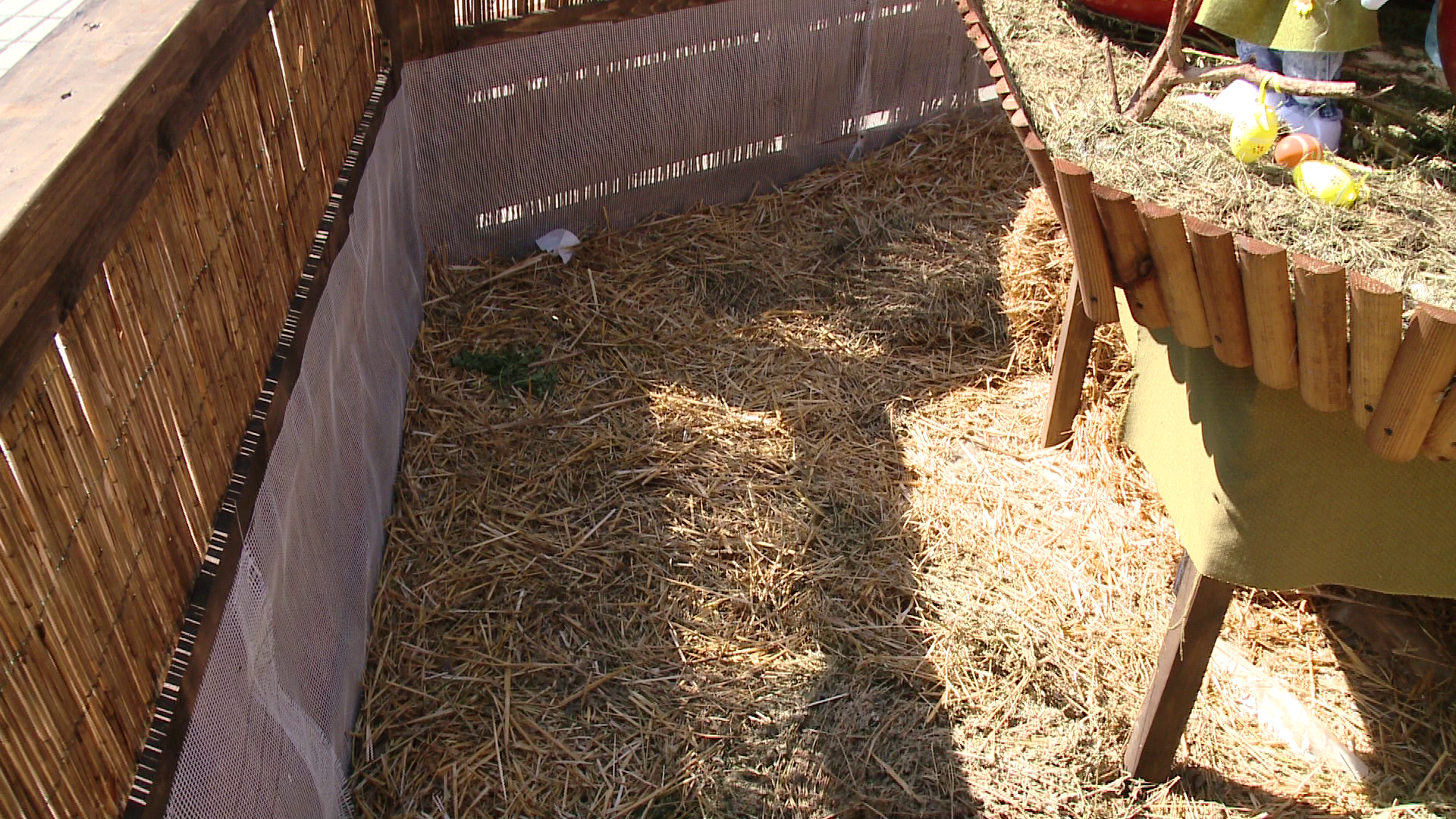 Iepurasii de la Targul de Pasti din Timisoara au fost gasiti morti in cuiburile amplasate de Primarie. Ce s-a intamplat