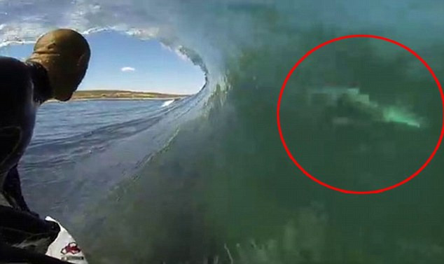 Un surfer trece infricosator de aproape de un rechin alb, in Australia. VIDEO