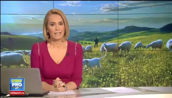 Ghita Ciobanul isi negociaza miei din stana in pietele din Capitala.