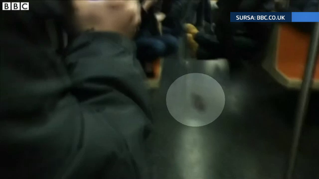 Panica la metroul din New York. Un sobolan urias i-a facut pe pasageri sa tipe in cor