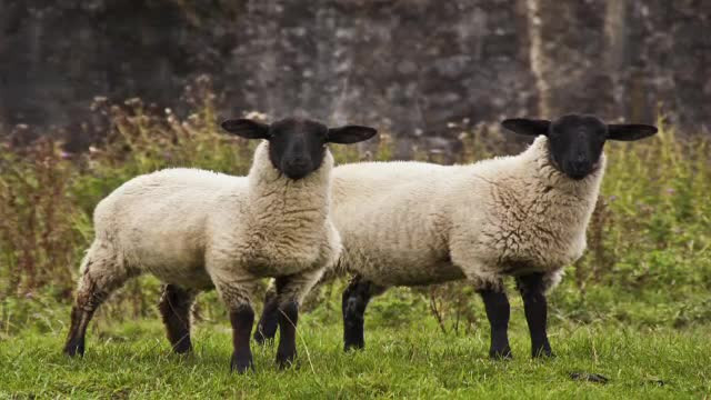 Ce rasa de miel aleg romanii sa manance de Paste: merinos, turcana, de Camerun sau cel din Noua Zeelanda. Cum ii deosebim