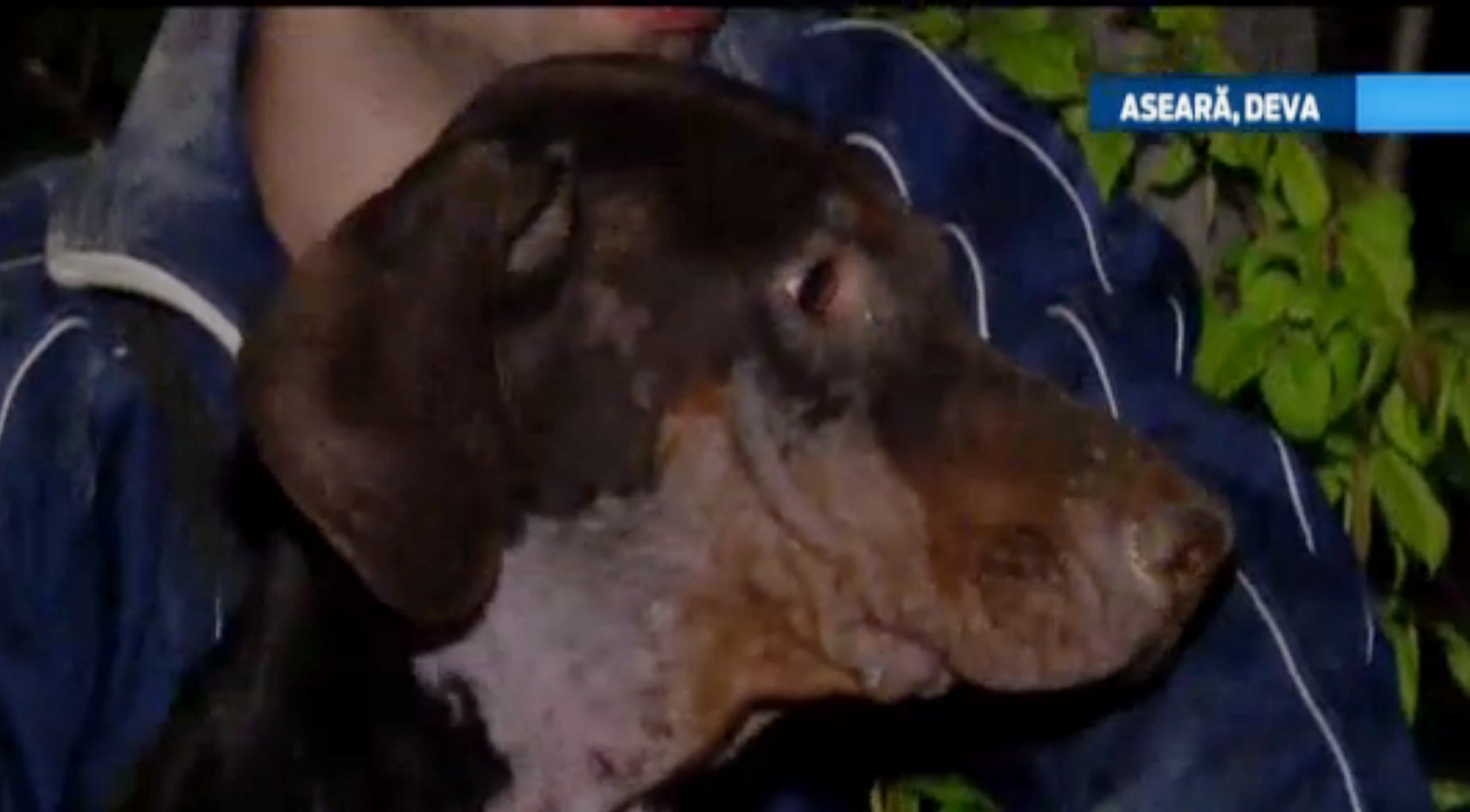 Trei tineri din Deva si-au riscat viata pentru a-si salva cei mai buni prieteni: cainii. Animalele au sarit intr-o rapa.VIDEO