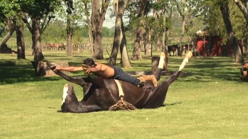 O noua metoda de a trata sau imblanzi caii: yoga pentru animale. VIDEO