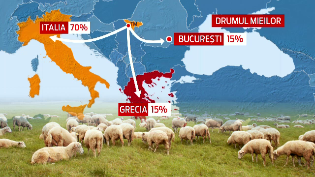 70% din mieii romanesti iau drumul Italiei. Cum ajuta exportul la scaderea pretului in piete