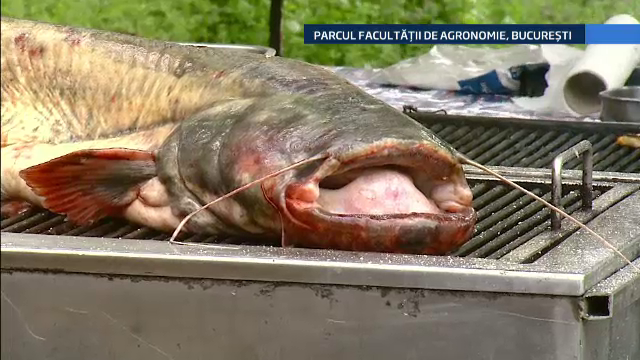 Romanii care au tinut post au duminica dezlegare la peste, de Florii. Ce oferte sunt in targurile din Capitala