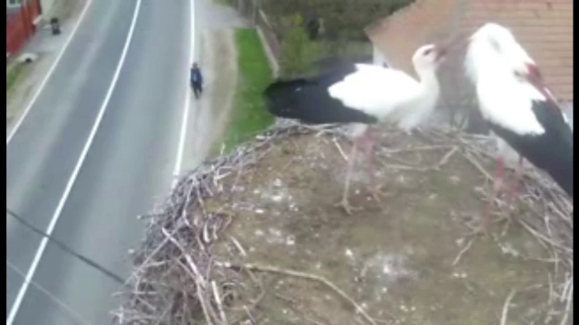 Imaginile surprinse de camera instalata langa cuibul unor berze, in Covasna. Evenimentul care-i ingrijoreaza pe localnici