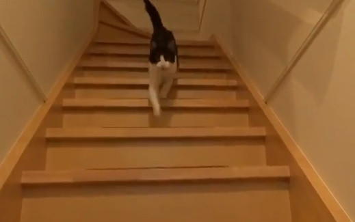 Un VIDEO urmarit de 1,3 milioane de oameni amuzati. Reactia unei pisici cand isi reintalneste stapanul dupa 3 zile