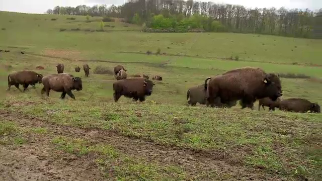 Cea mai mare ferma de bizoni din Europa a fost inaugurata la Cluj. Cum arata investitia de 1,5 milioane de euro