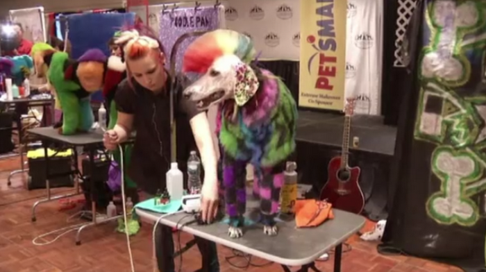 Concurs neobisnuit in SUA. Cum arata cainii si pisicile care au cucerit juriul cu decoratiunile de pe blana lor