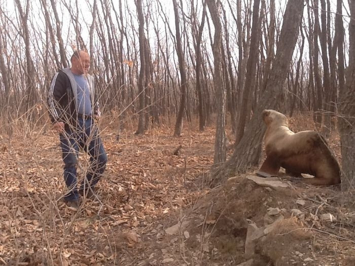 Leu de mare gasit in mijlocul padurii, in Rusia. "Sunt urme care arata ca a ajuns singur acolo". GALERIE FOTO
