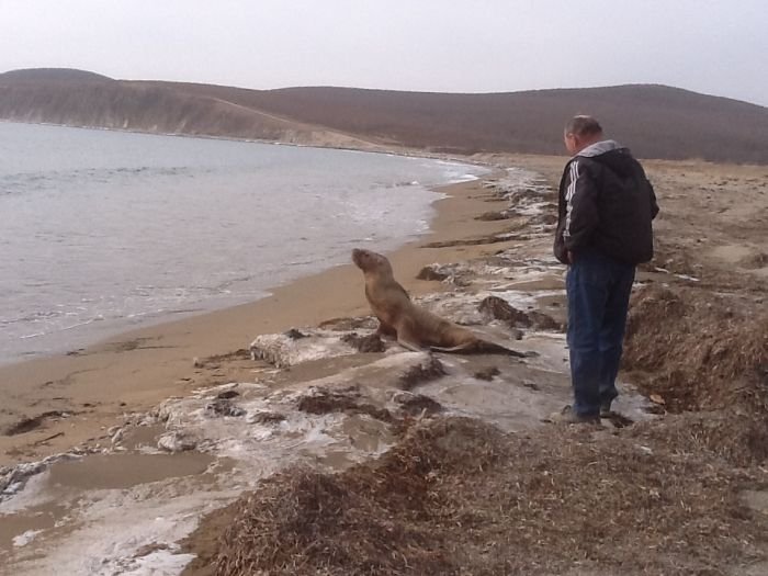 leu de mare, Rusia