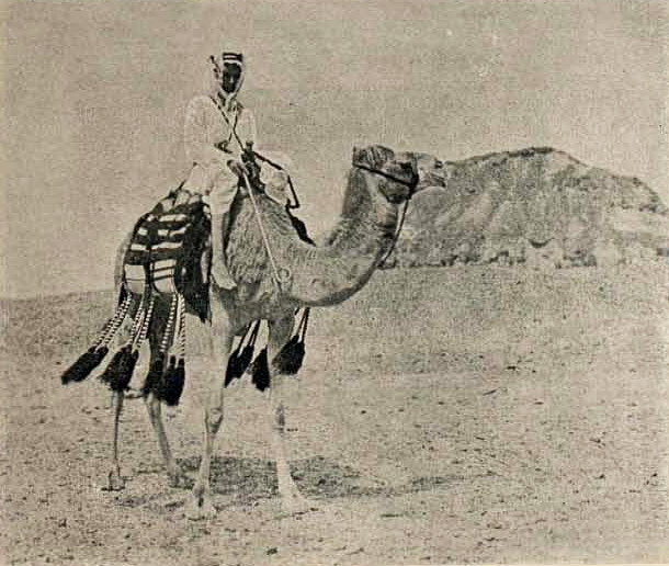 beduin geabeli pozat de un roman