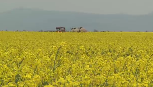Rapita, asul din maneca al agricultorilor din vestul tarii. Temperaturile crescute promit recolte peste asteptari