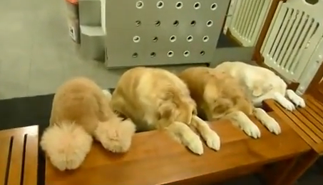 Recunoscatori pentru bucatele primite. Patru catei din China “spun rugaciunea” inainte de fiecare masa, apoi strang dupa ei