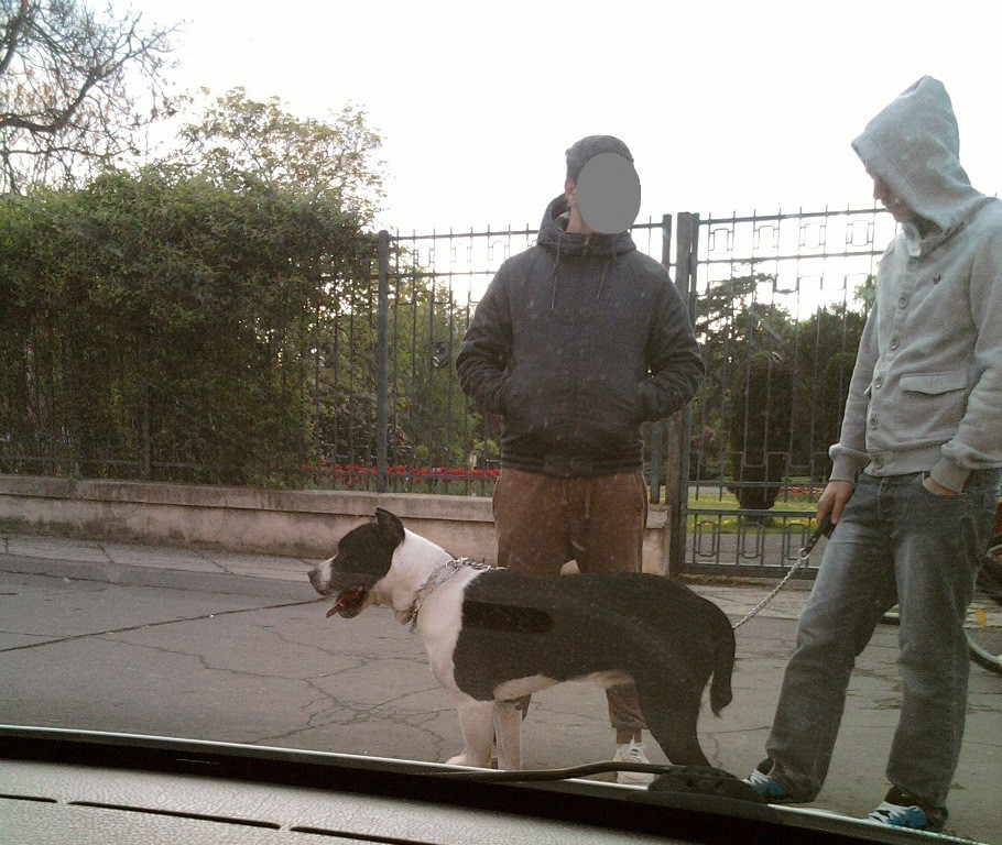 Timisoreni amendati pentru ca si-au lasat cainii periculosi, liberi si fara botnita, in parcurile din oras