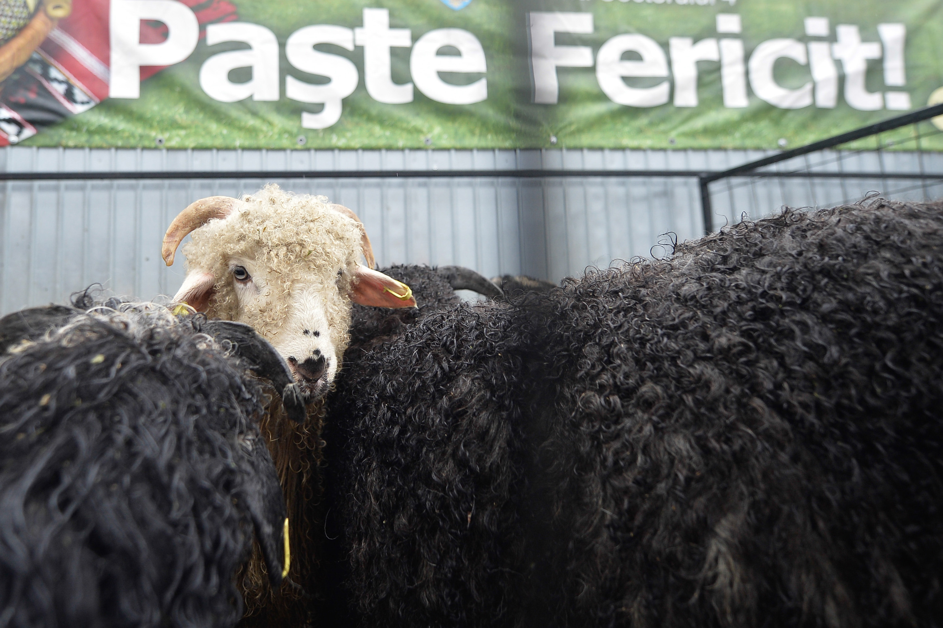 Pregatiri intense pentru sarbatoarea Pastelui in Ardeal