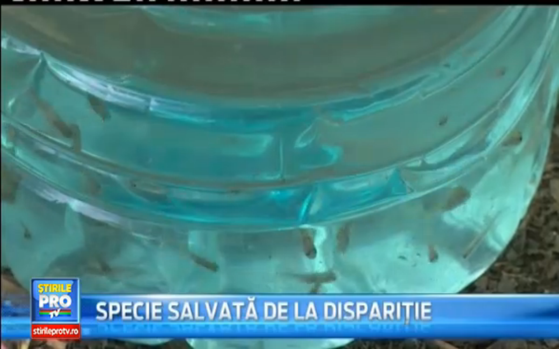 Specie de pesti pe cale de disparitie, salvata de un print arab. Puietii au fost reprodusi in captivitate, la Oradea