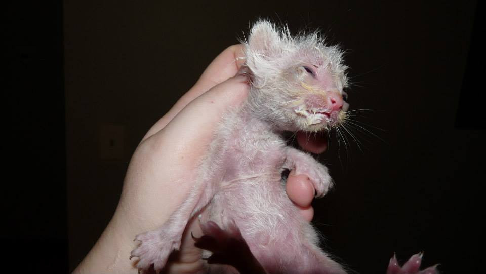 Au crezut ca este mort in ziua in care l-au gasit abandonat pe strada. Cum arata dupa 8 luni pisoiul Stuart Little