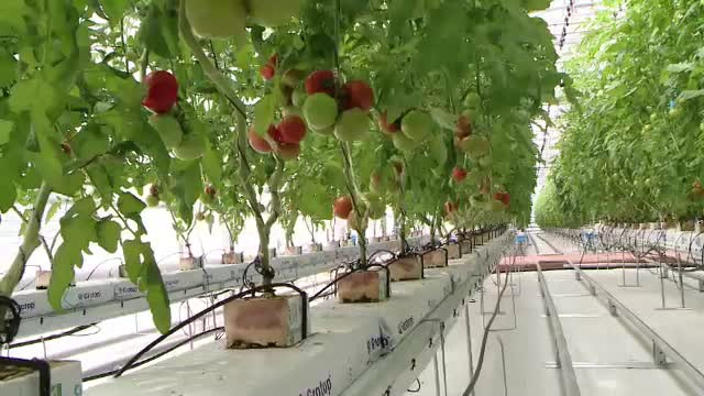 Romanii au descoperit agricultura hidroponica. Ce presupune metoda care i-a facut pe tarani sa se cruceasca