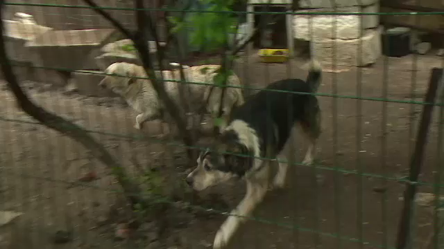 A construit in fata blocului un tarc pentru cainii maidanezi. Reactia vecinilor, satui sa suporte zgomotul si mirosul greu