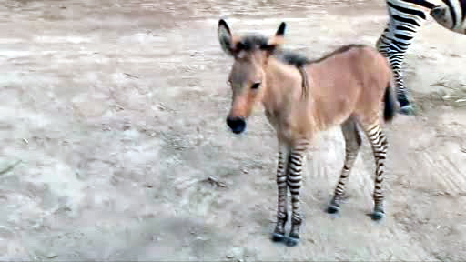 Povestea de dragoste dintre magarul Ignacio si zebra Rayas. VIDEO cu puiul lor "zebro-magar", un caz foarte rar in lume