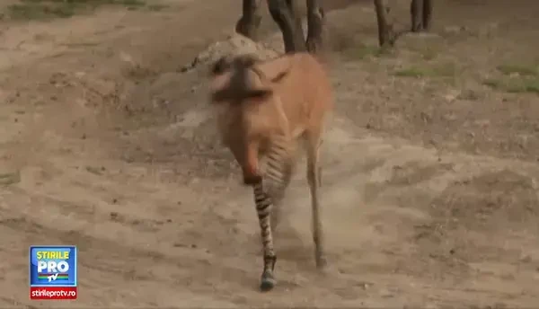 Povestea de dragoste dintre magarul Ignacio si zebra Rayas. VIDEO cu puiul lor zebro-magar, un caz foarte rar in lume