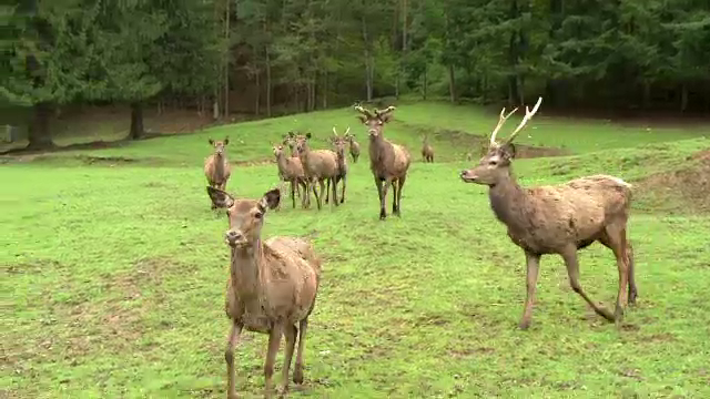Alternativa perfecta pentru cei care vor sa evite litoralul de 1 Mai. Cat costa cazarea la o pensiune de pe Valea Avrigului