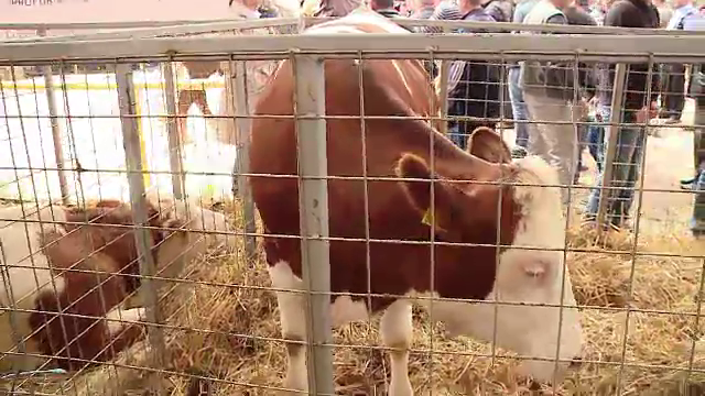 Subventii mai mari pentru fermieri. Planul care ajuta Romania sa trimita jumatate de milion de vaci in China in acest an