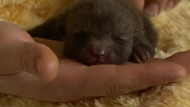 Au crezut ca au adoptat un catelus abandonat. Cand va creste insa, vor trebui sa renunte la micul patruped