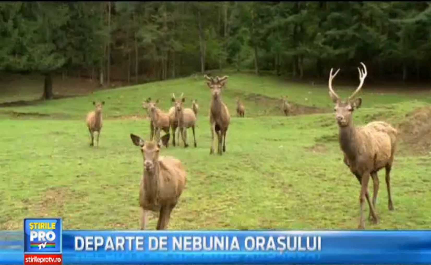 Plan de mini vacanta de 1 Mai. Cat costa cazarea la o pensiune de pe Valea Avrigului