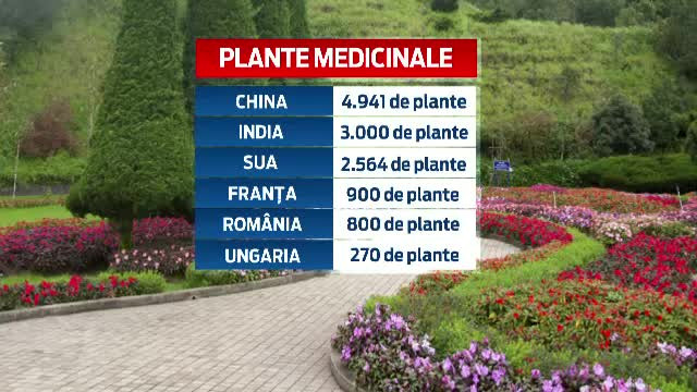 Profitul si sanatatea merg mana-n mana in cazul plantelor medicinale. Romania a inceput sa "fure" din reteta chinezeasca