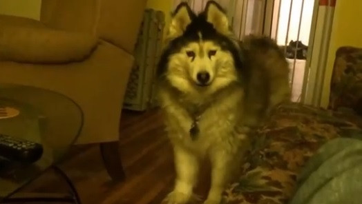 Un Husky indragostit de camera video. Cum reactioneaza cand stapanul incepe sa-l filmeze