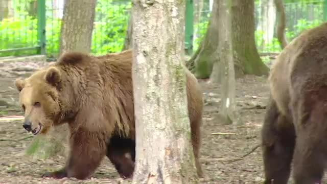 Gratarul de 1 mai al celor din Targu Mures, in pericol din cauza unei ursoaice cu pui. Zeci de vanatori sunt pe urmele ei
