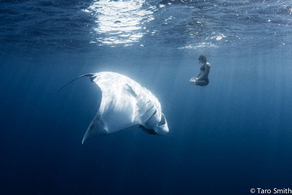 Femeia care face yoga langa "Diavolul de Mare". Povestea unei imagini ce vorbeste despre specia aflata pe cale de disparitie